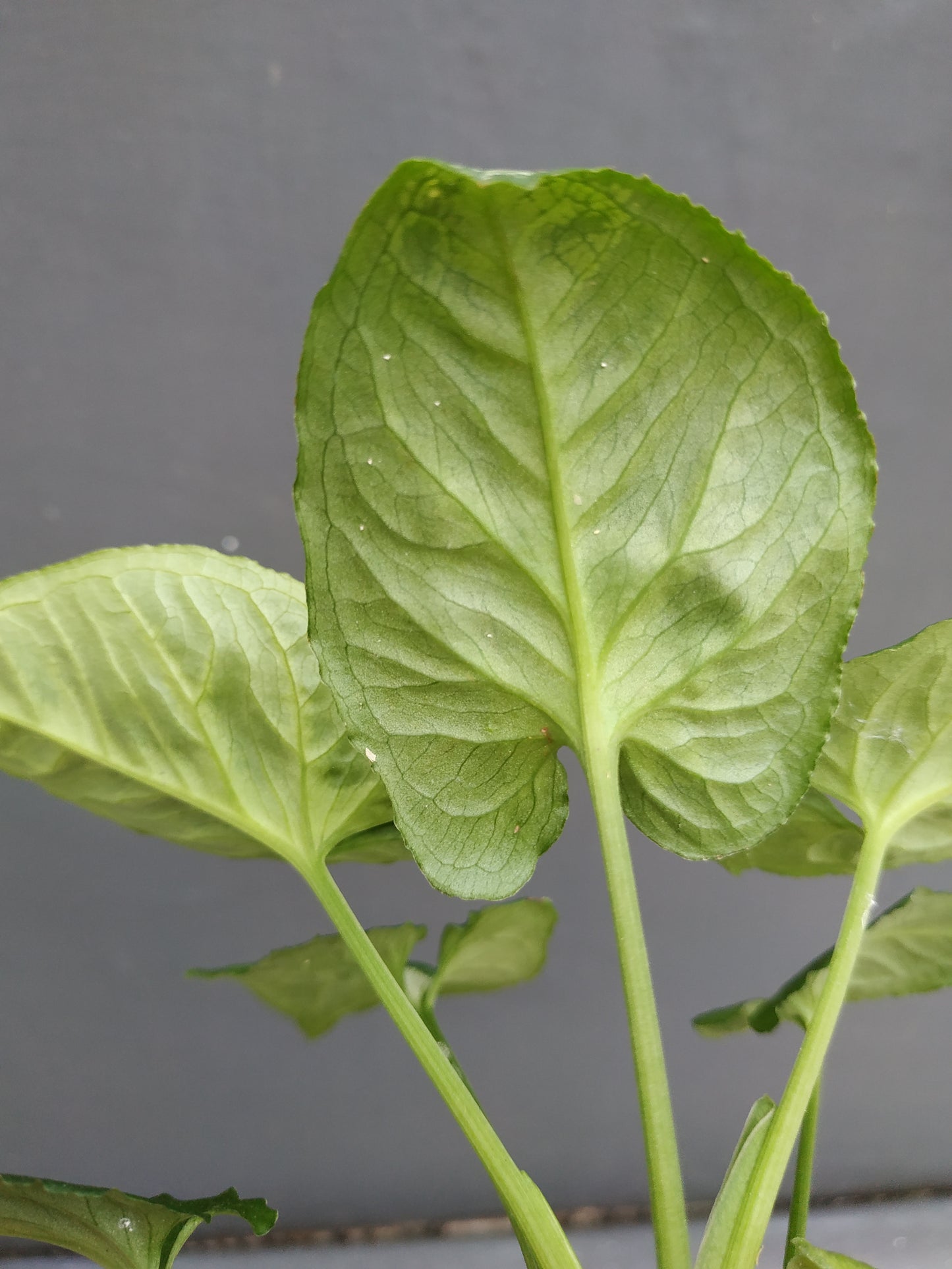 Syngonium Wendlandii Round Form