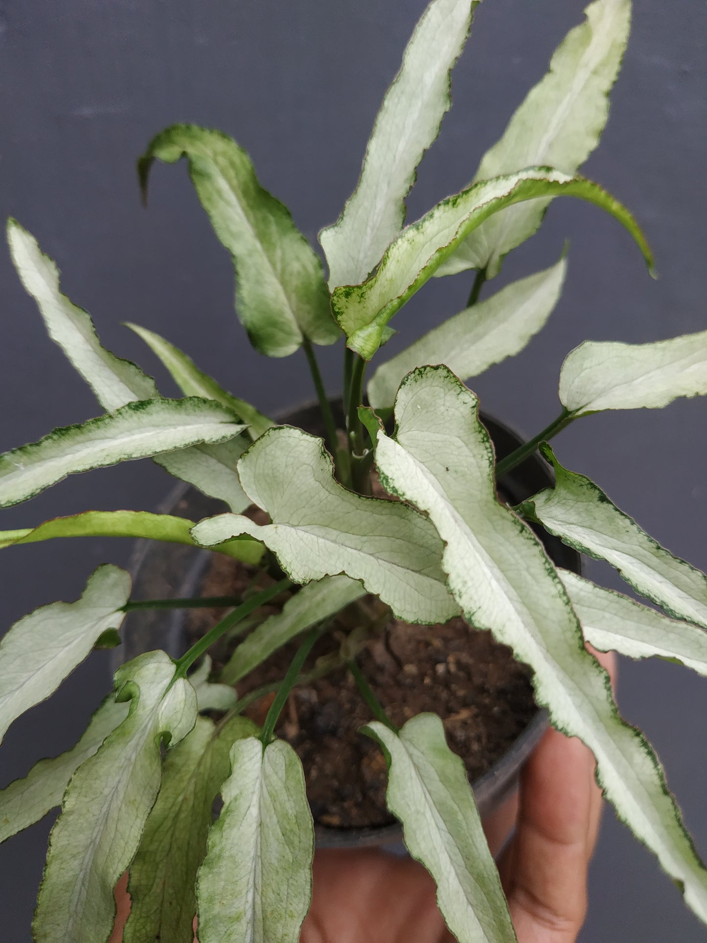 Syngonium Ngern Laima