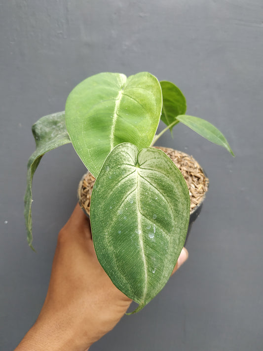 Syngonium macrophyllum frosted heart, Syngonium frosted heart, syngonium