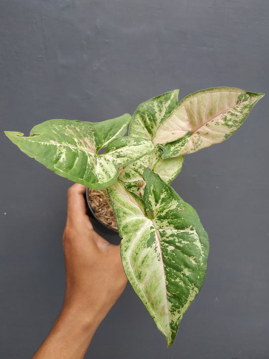 Syngonium Confetti Tricolor, syngonium plants, syngonium