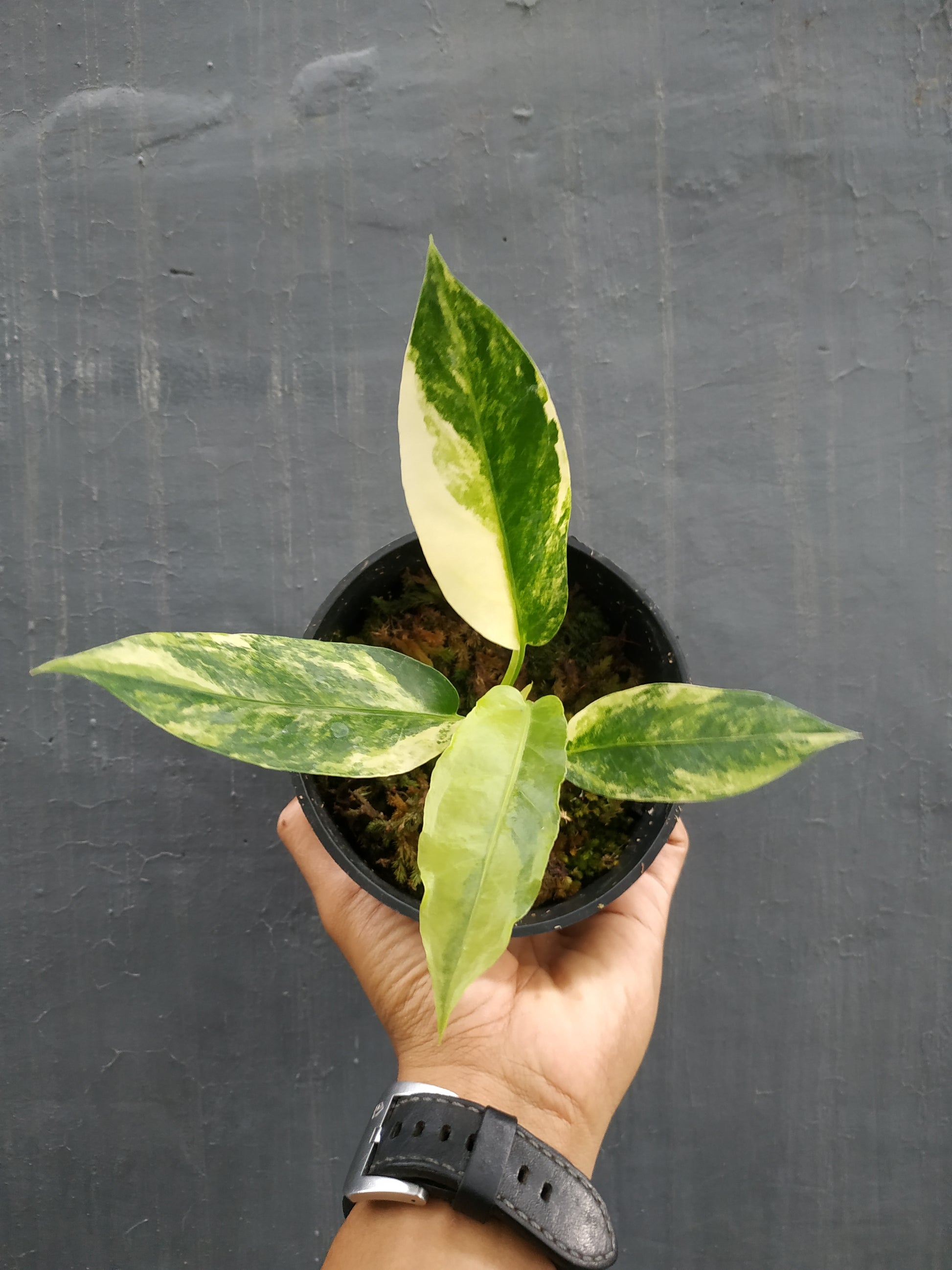 anthurium, live anthurium hookeri variegated, live anthurium hookeri variegated plants, rare anthurium hookeri variegated, rare anthurium hookeri variegated live plants, tropical anthurium hookeri variegated live plants, wholesale anthurium hookeri variegated, outdoor plant, indoor plants, winter plants, summer plants, spring plants, houseplants, rare anthurium hookeri variegated plants, live anthurium hookeri variegated rare plants