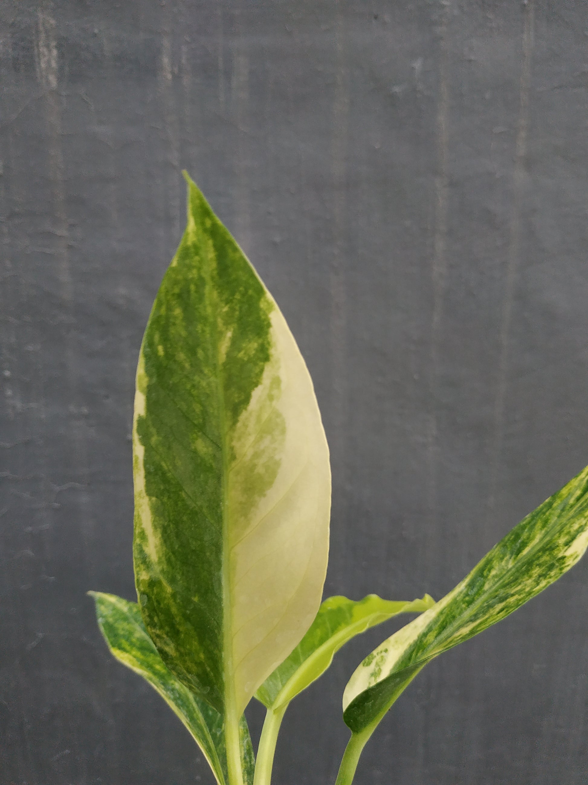 anthurium, live anthurium hookeri variegated, live anthurium hookeri variegated plants, rare anthurium hookeri variegated, rare anthurium hookeri variegated live plants, tropical anthurium hookeri variegated live plants, wholesale anthurium hookeri variegated, outdoor plant, indoor plants, winter plants, summer plants, spring plants, houseplants, rare anthurium hookeri variegated plants, live anthurium hookeri variegated rare plants