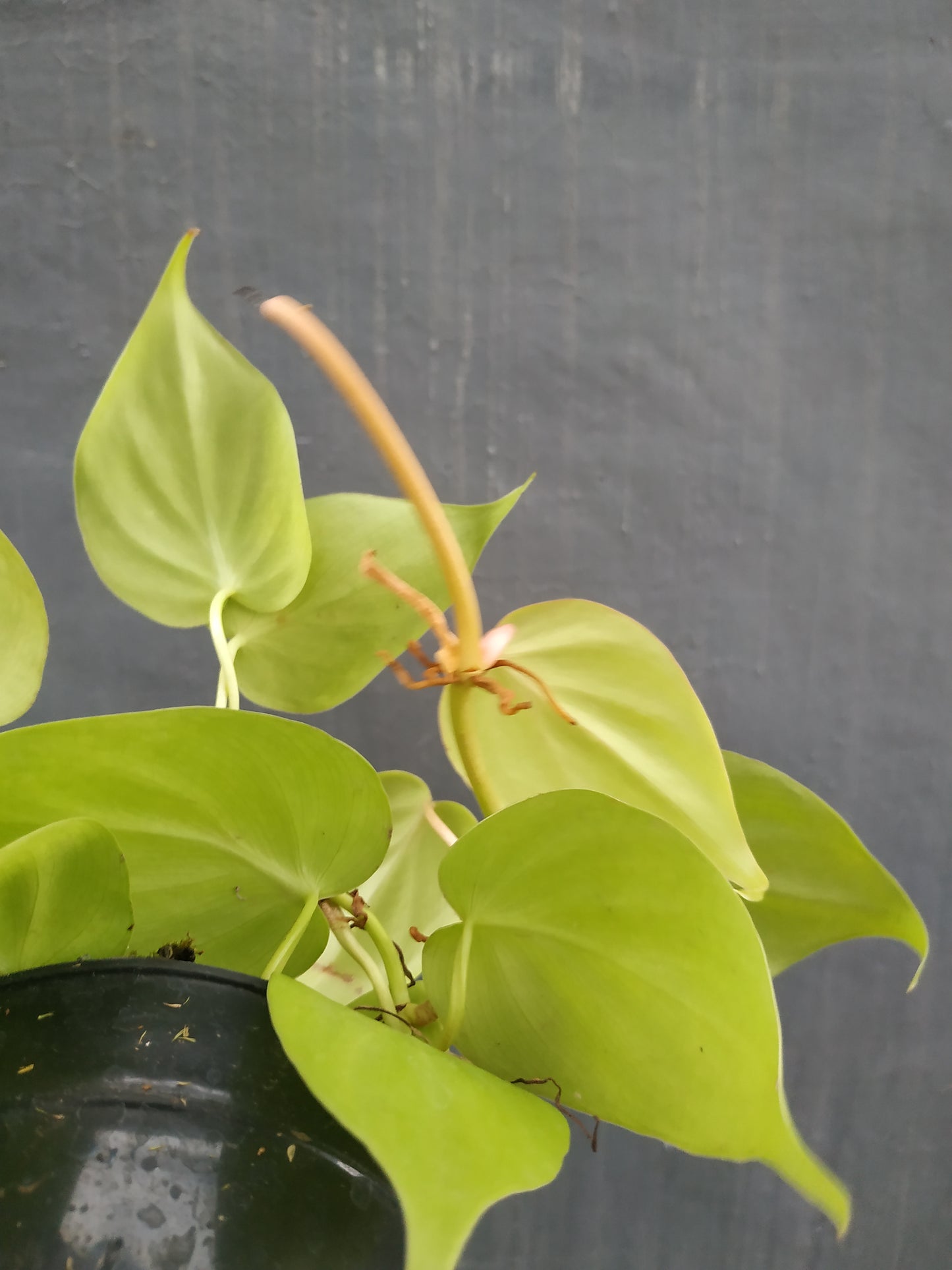 Philodendron Haderaceum Lemon Lime