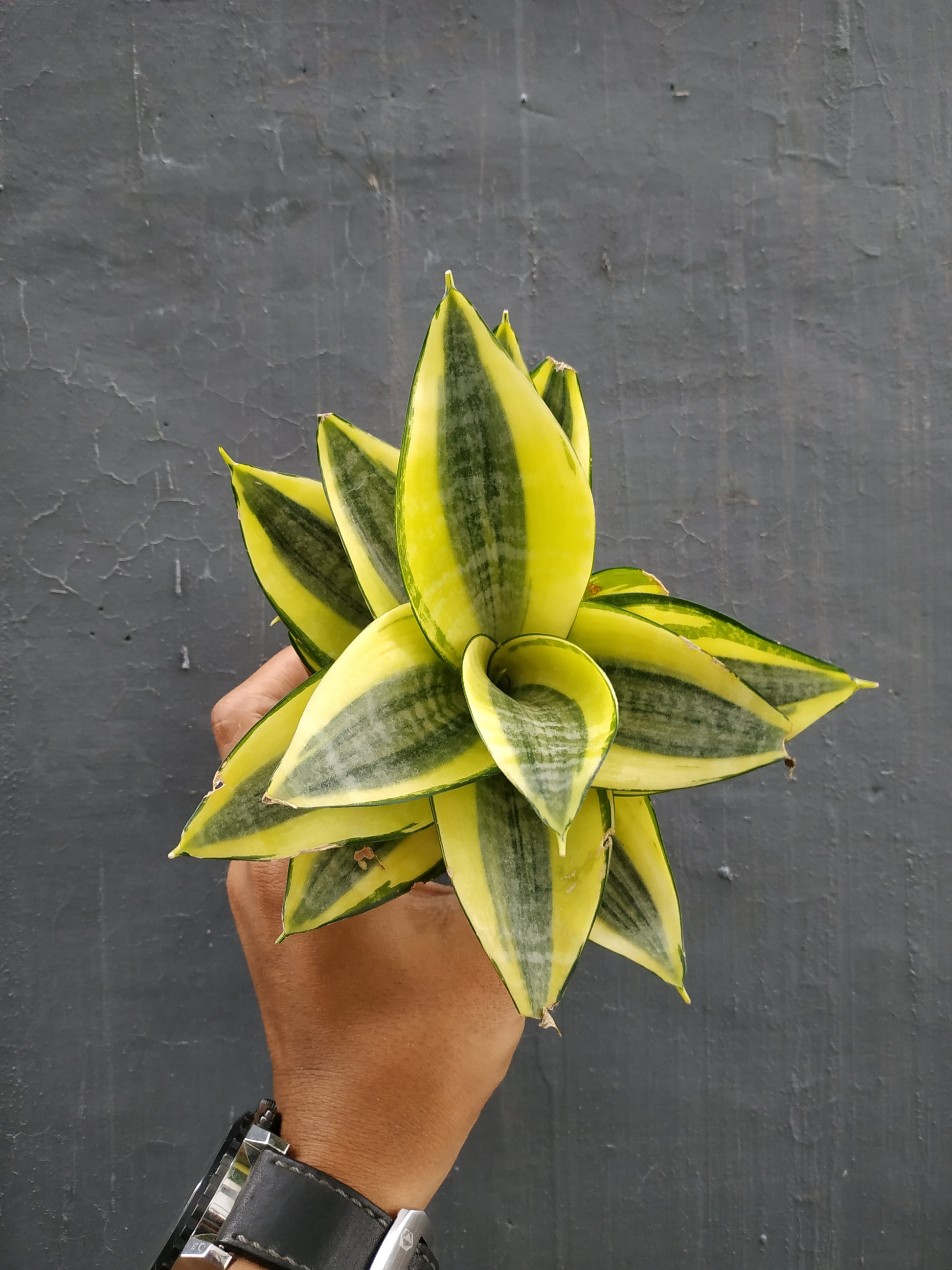 trifasciata,sansevieria trifasciata golden hahnii,sansevieria