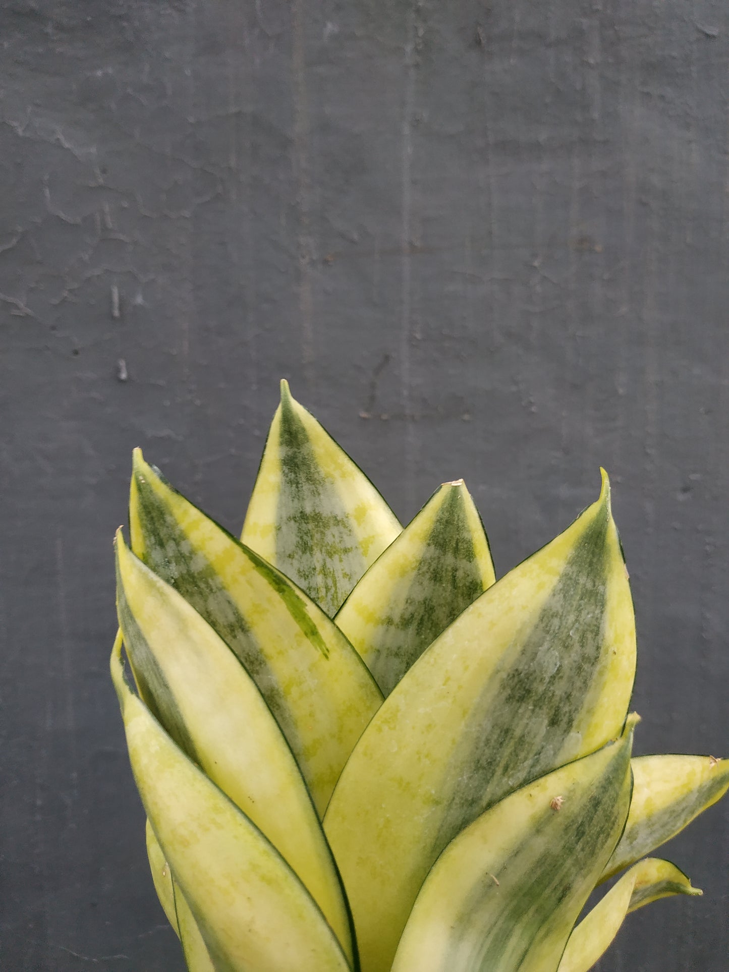 Sansevieria Trifasciata Golden Hahnii