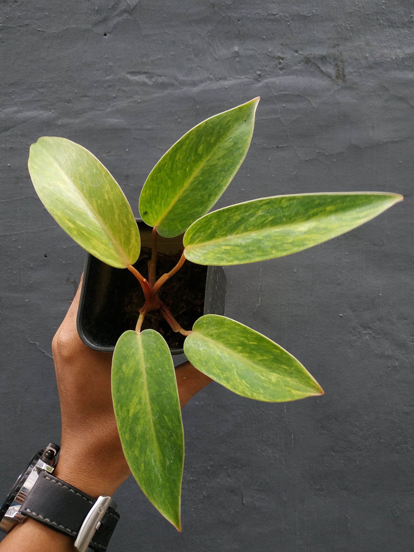 Philodendron Painted Lady