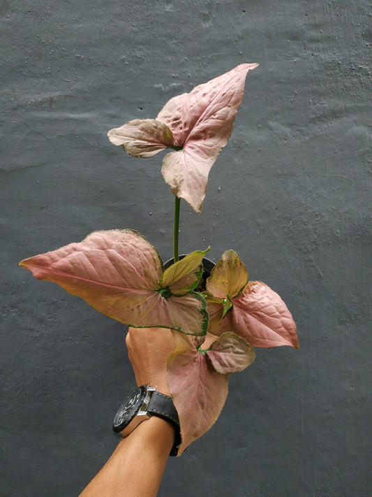 Syngonium Pink perfection, syngonium pink, syngonium plants, syngonium 