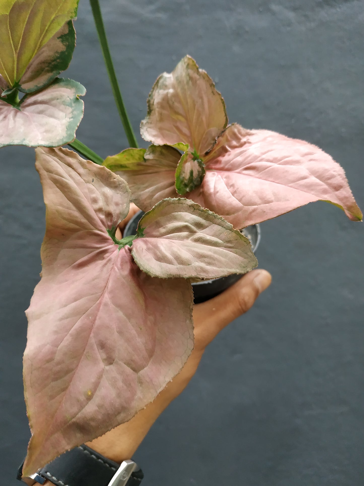 Syngonium Pink Perfection