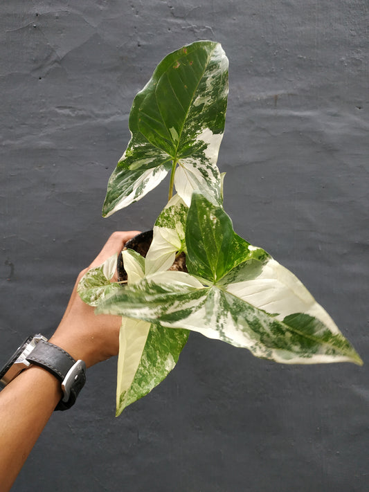 Wholesale 10x Syngonium Albo Variegated