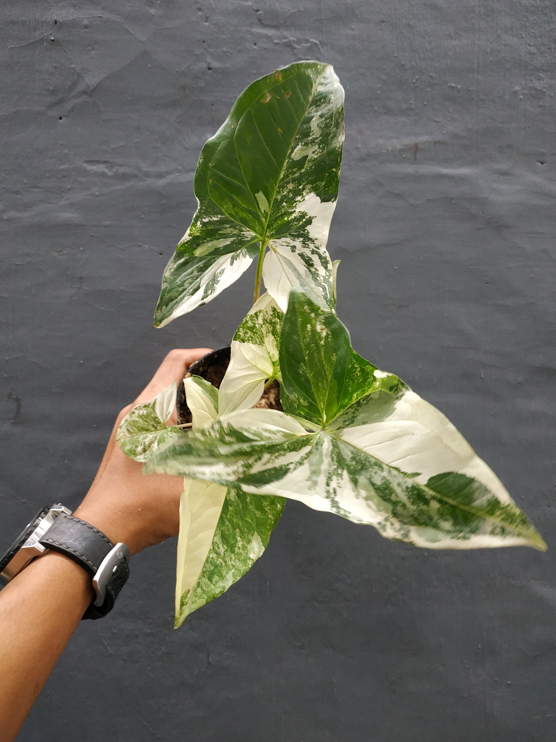 syngonium albo variegated,syngonium,syngonium albo,variegated plants, variegated