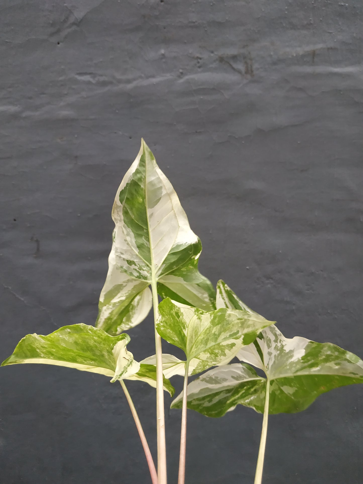 Syngonium Albo Variegated