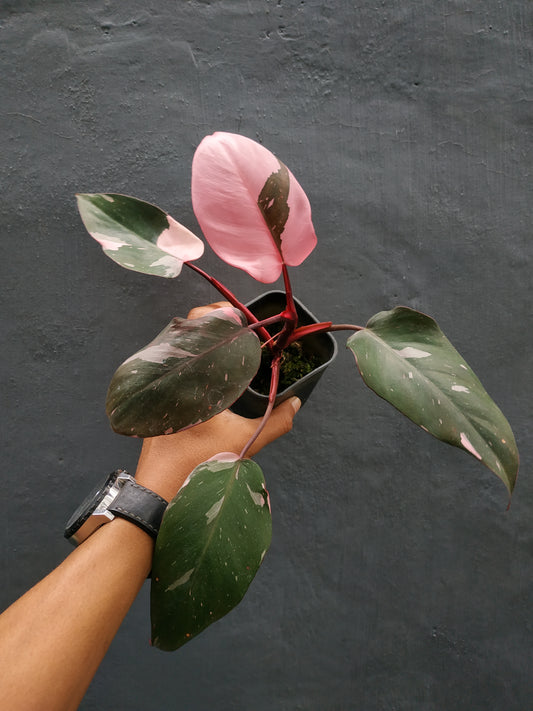 philodendron pink princess,philodendron variegated,philodendron pink,philodendron plants