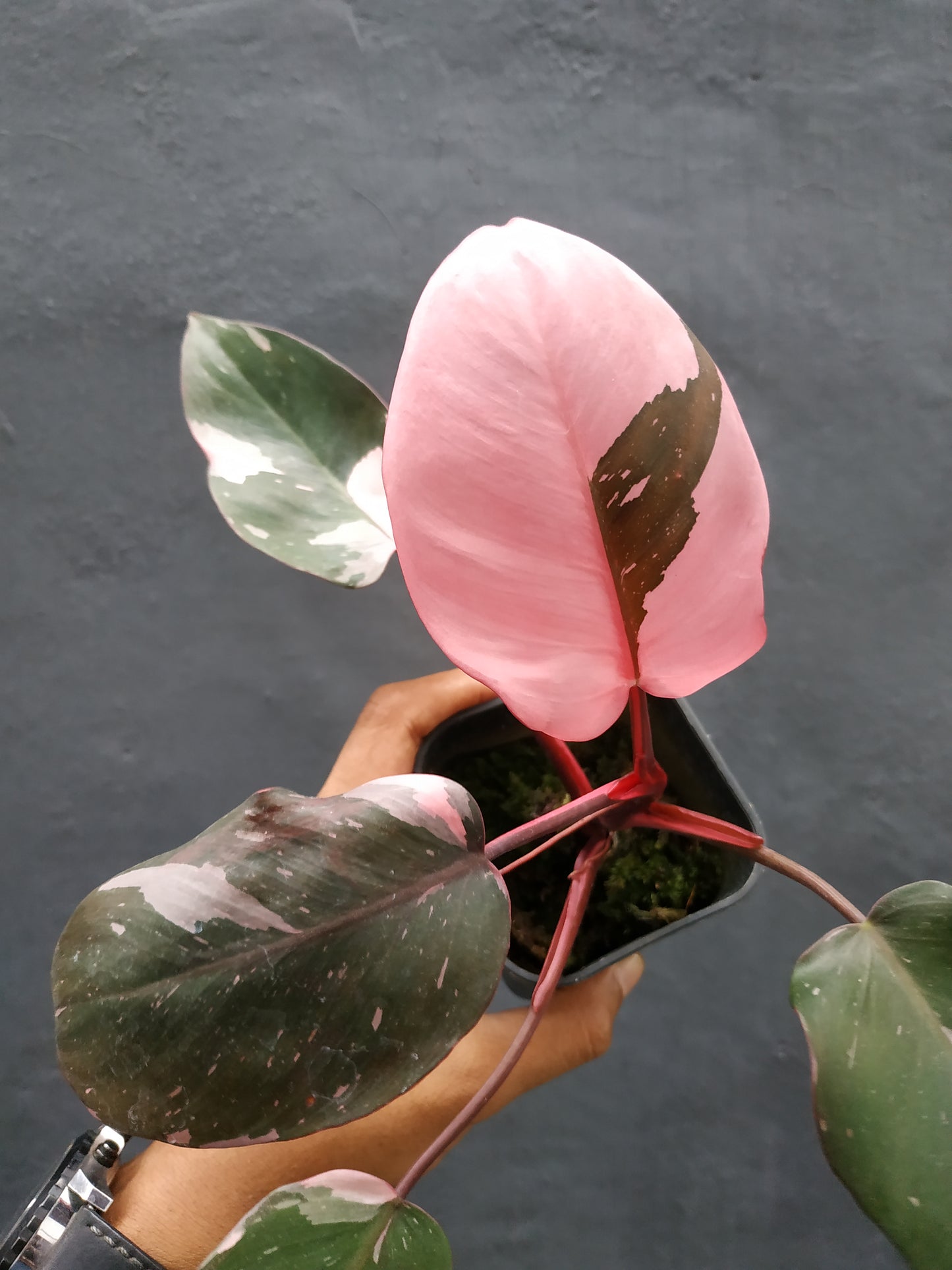 Philodendron Pink Princess Medium