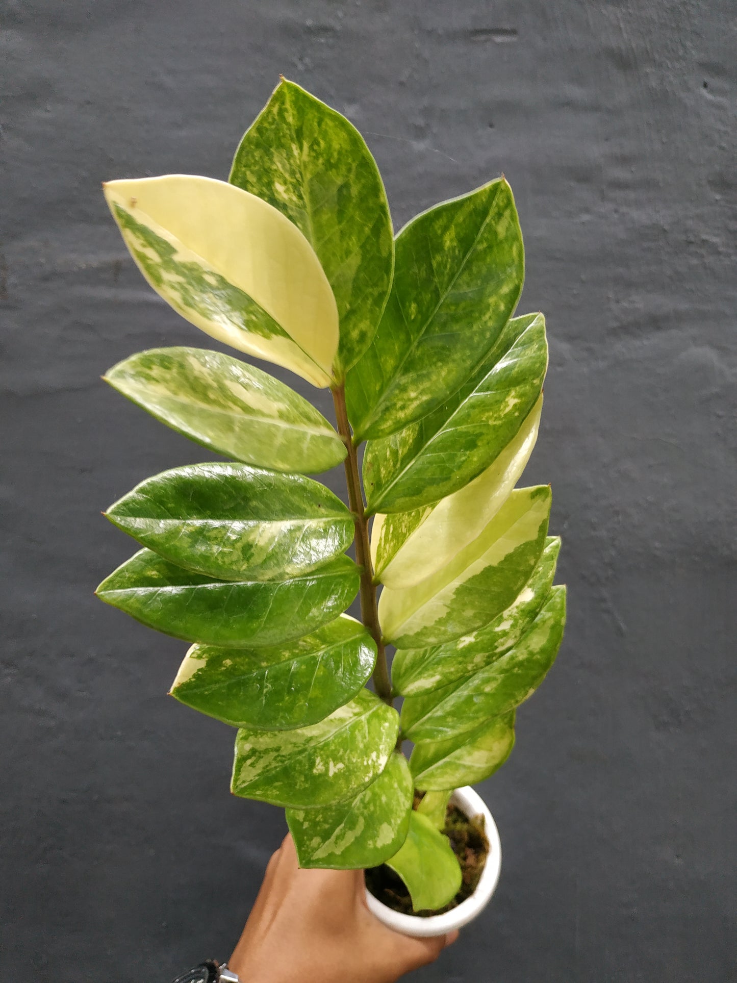 Zamioculcas Zamiifolia Variegated