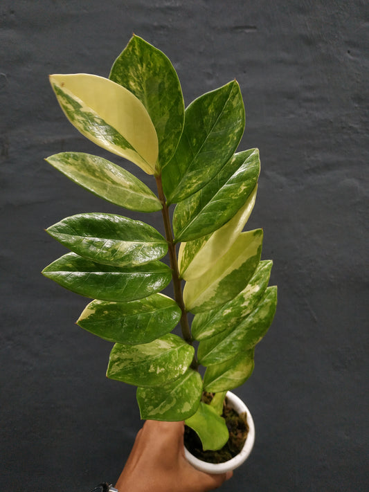 Wholesale 6x Zamioculcas Zamiifolia Variegated