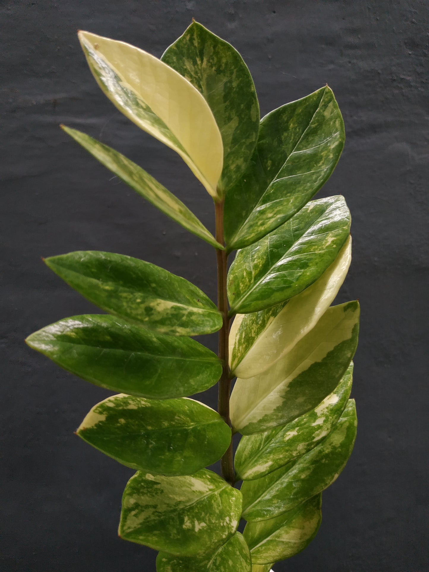 Zamioculcas Zamiifolia Variegated