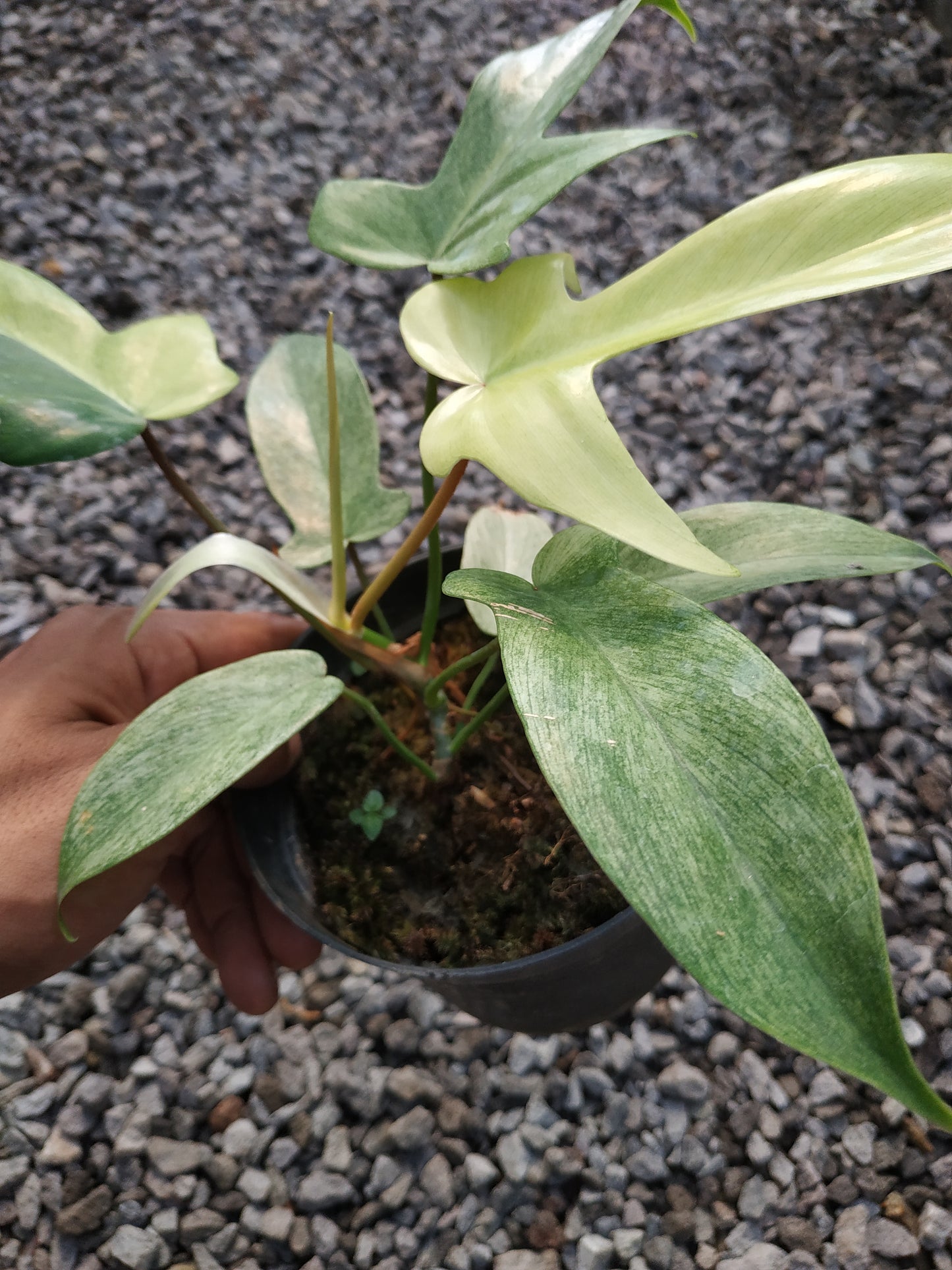 Philodendron Florida Ghost Mint