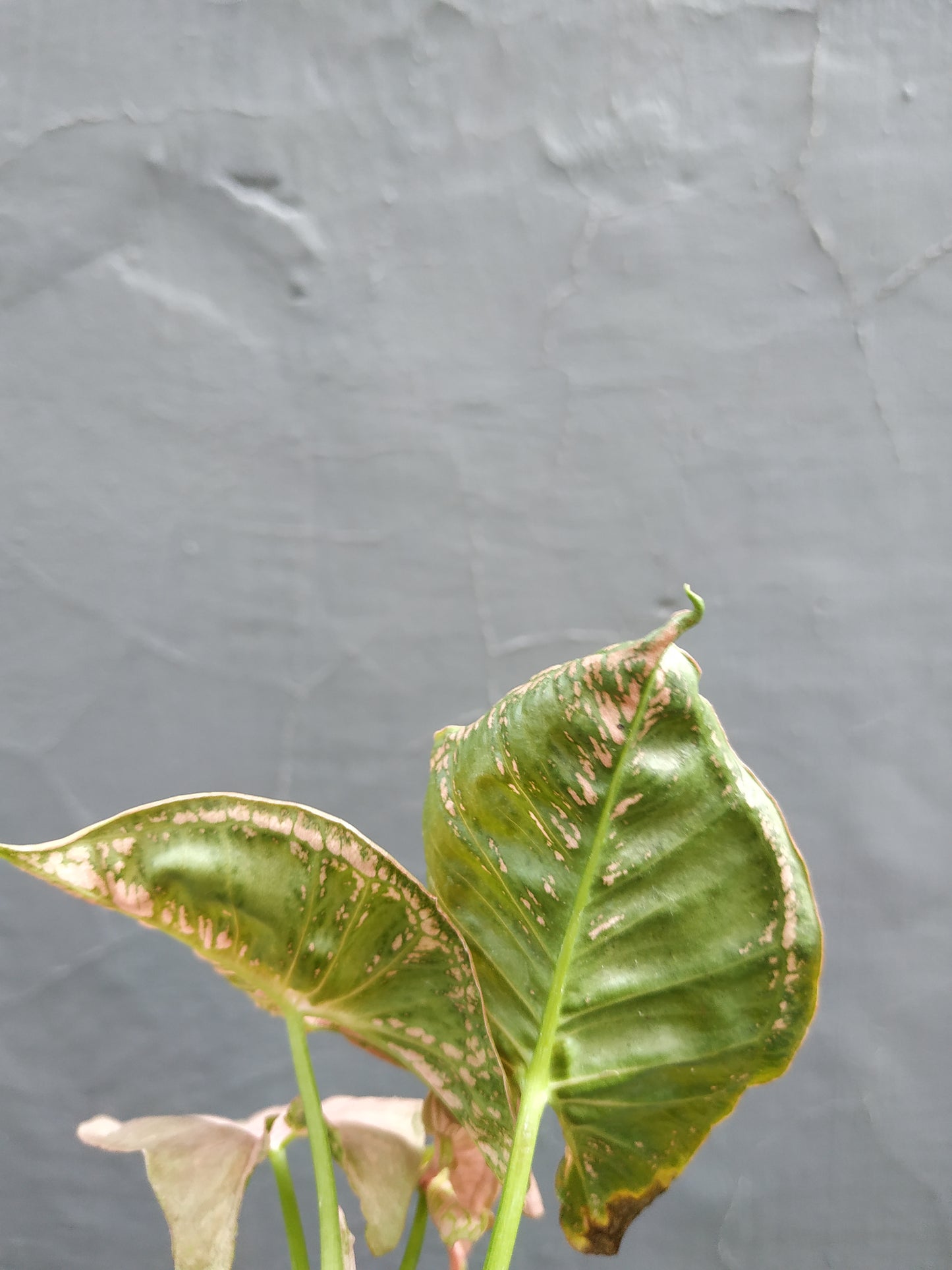 Syngonium Pink Mosaic