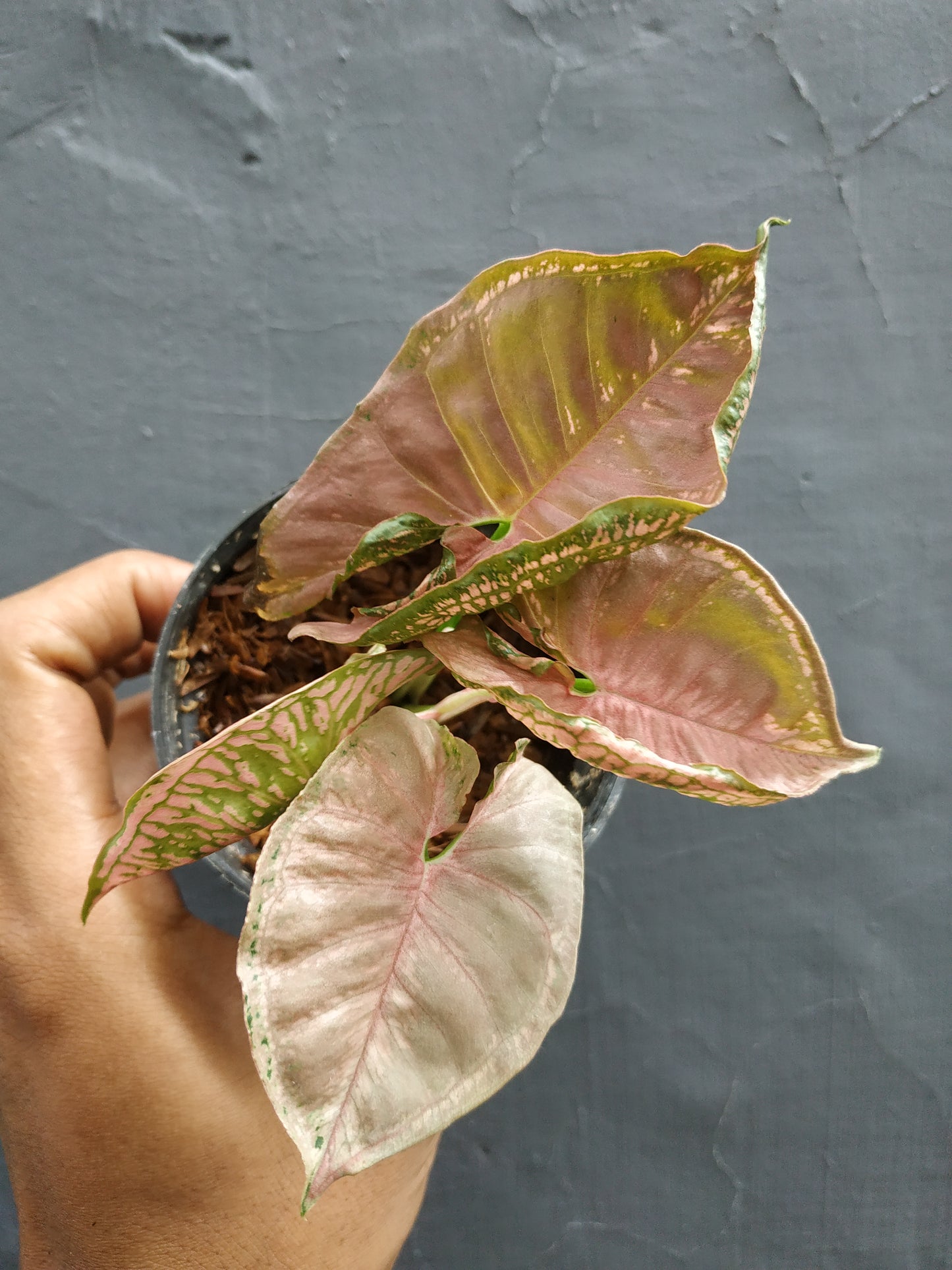 Syngonium Pink Mosaic