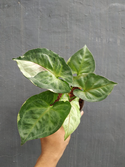 syngonium T24, SYNGONIUM PLANTS, SYNGONIUM VARIEGATED