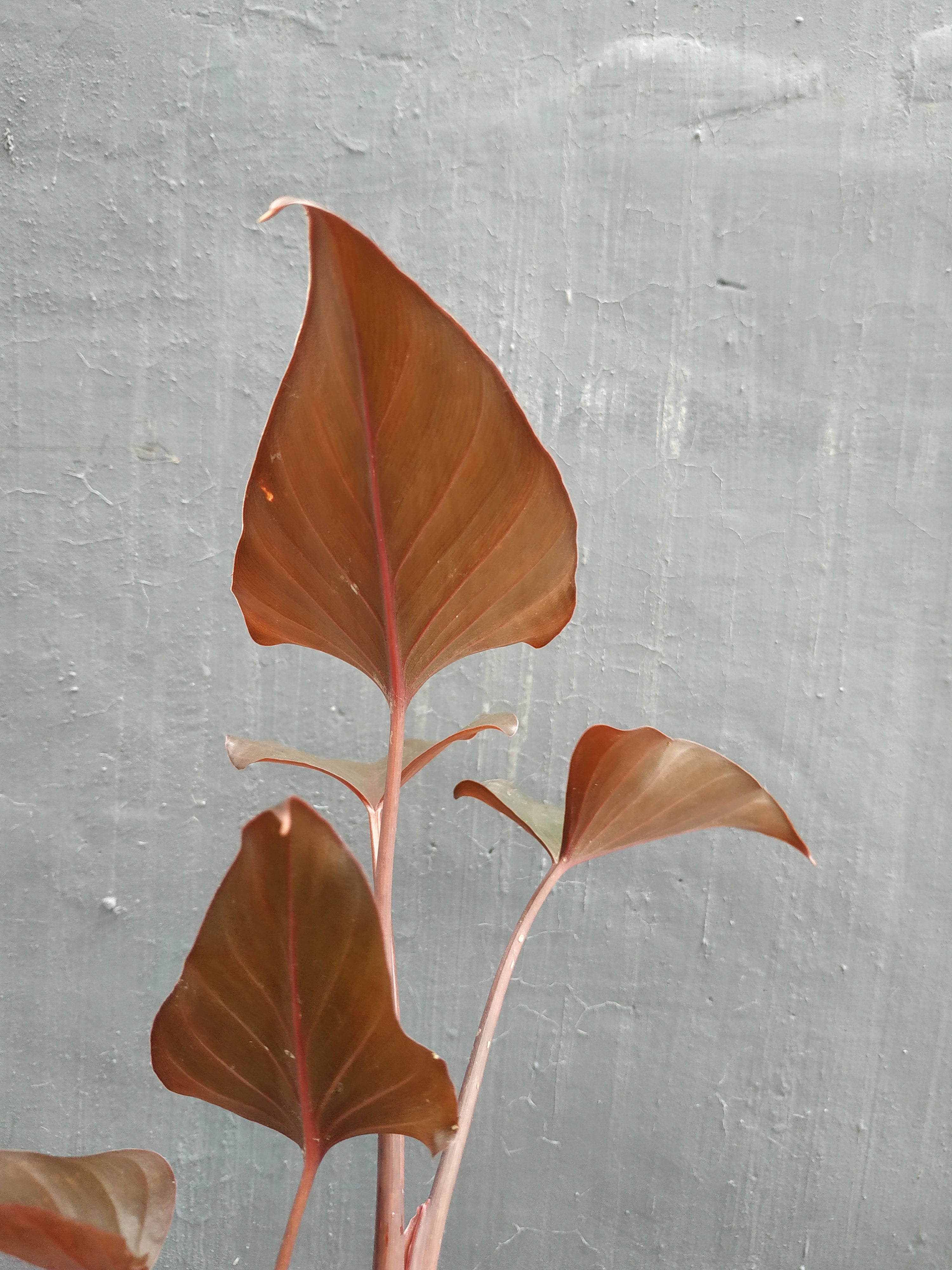 Homalomena Giant Tropical Nursery