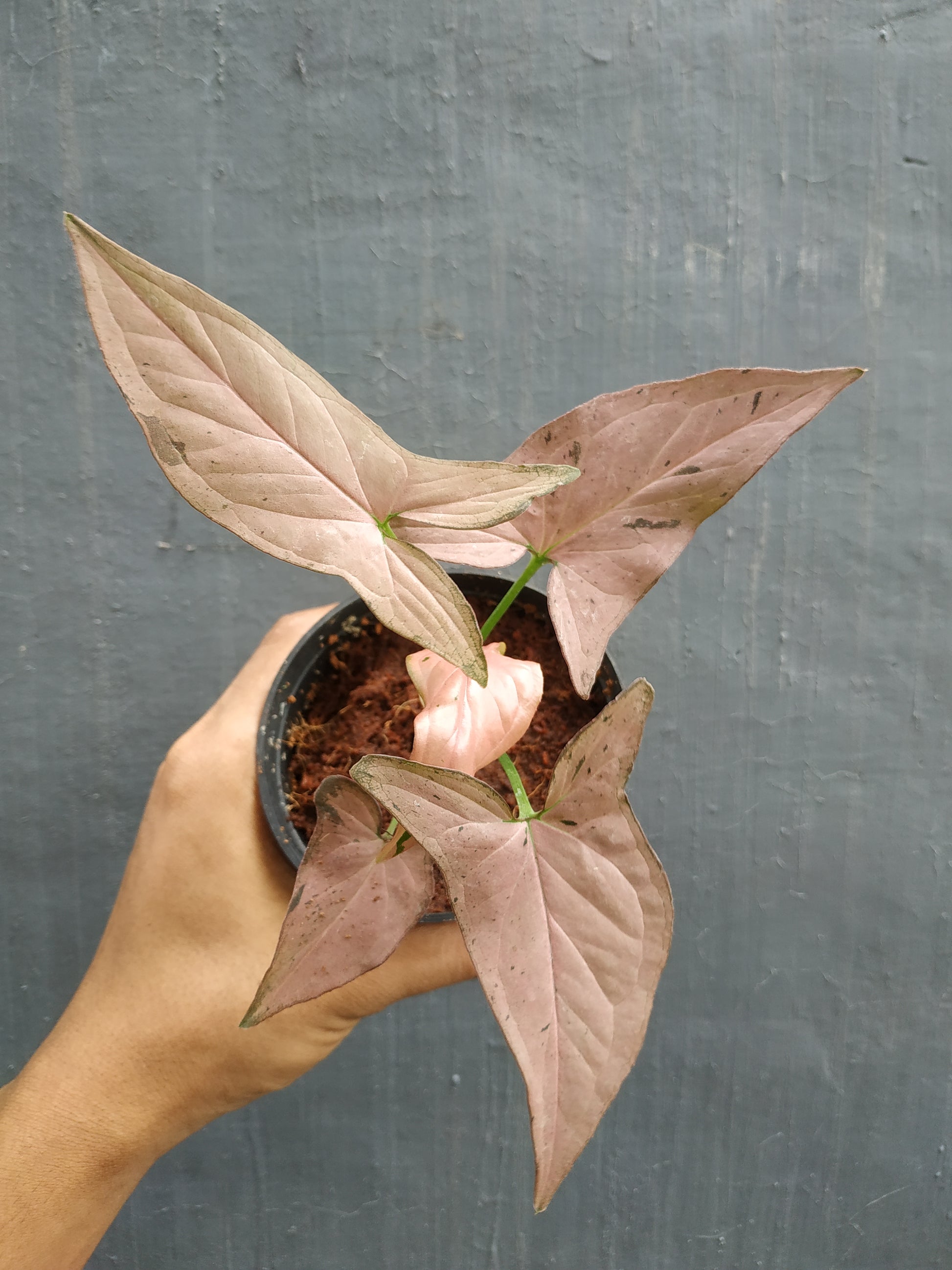 Syngonium Pink Emerald, syngonium plants, syngonium 