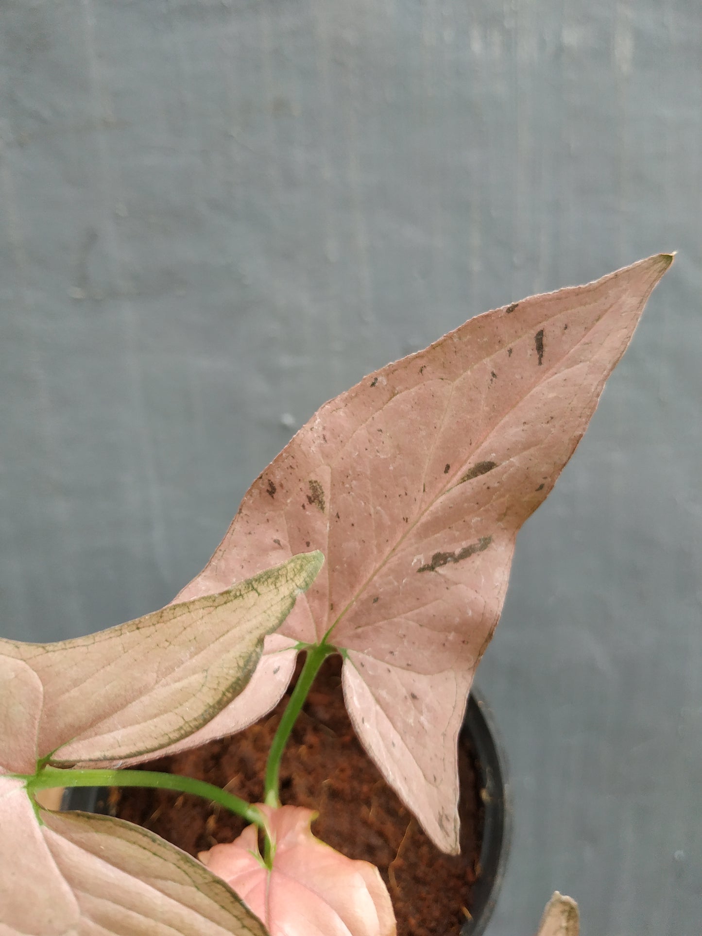 Syngonium Pink Emerald