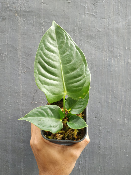 anthurium, anthurium King Veitchii, live anthurium King Veitchii, live anthurium King Veitchii plants, rare anthurium King Veitchii, rare anthurium King Veitchiilive plants, tropical anthurium King Veitchii live plants, wholesale anthurium King Veitchii, outdoor plant, indoor plants, winter plants, summer plants, spring plants, houseplants, rare anthurium King Veitchii plants, live anthurium King Veitchii rare plants