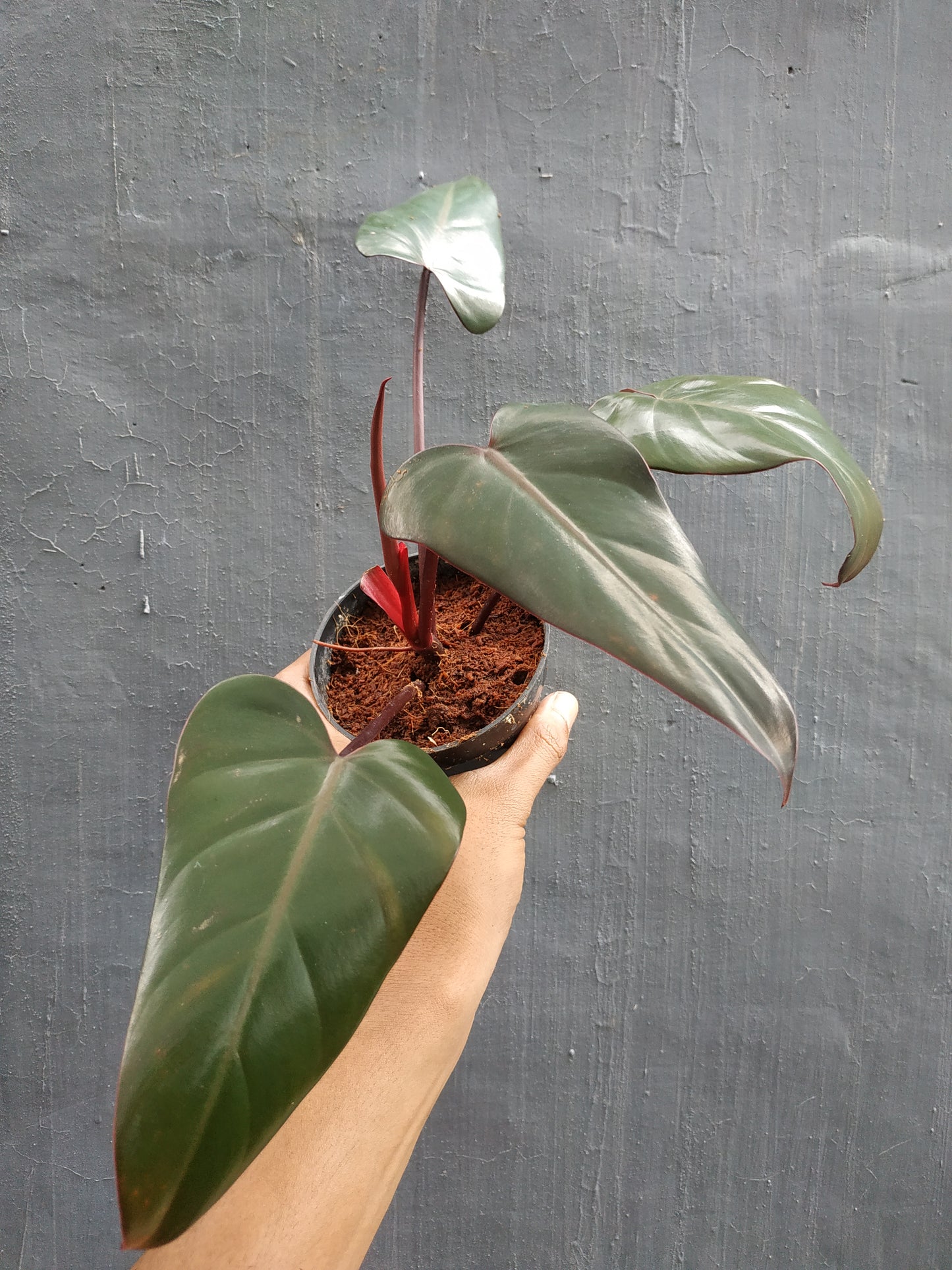 philodendron dark lord,philodendron