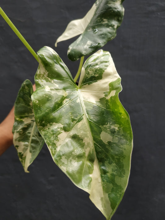 Wholesale 10x Alocasia Macrorrhiza Variegated