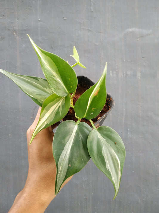 philodendron rio,philodendron