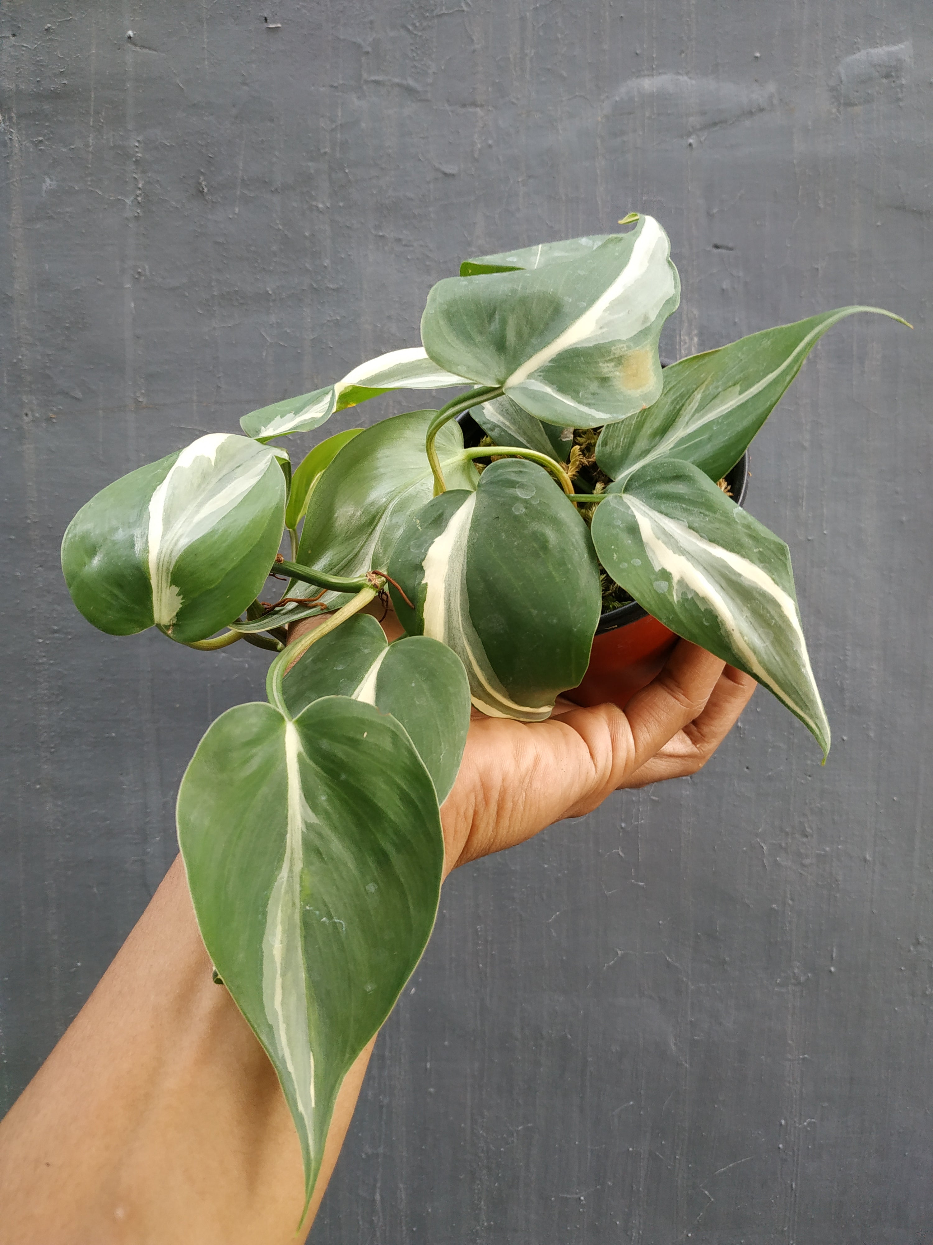 Fully rooted philodendron gabby hotsell plant