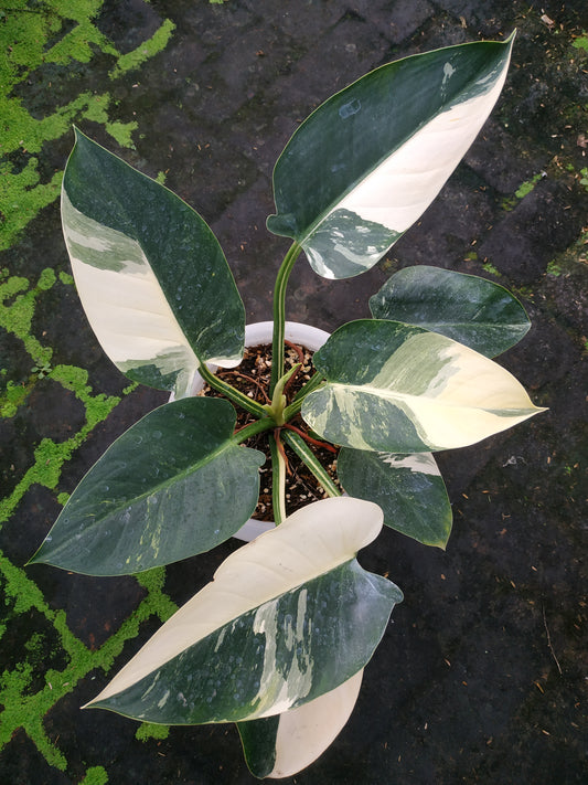 Philodendron Green Congo Variegated Small