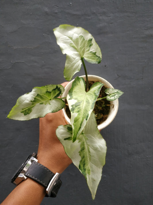 Wholesale 10x Syngonium Three Kings