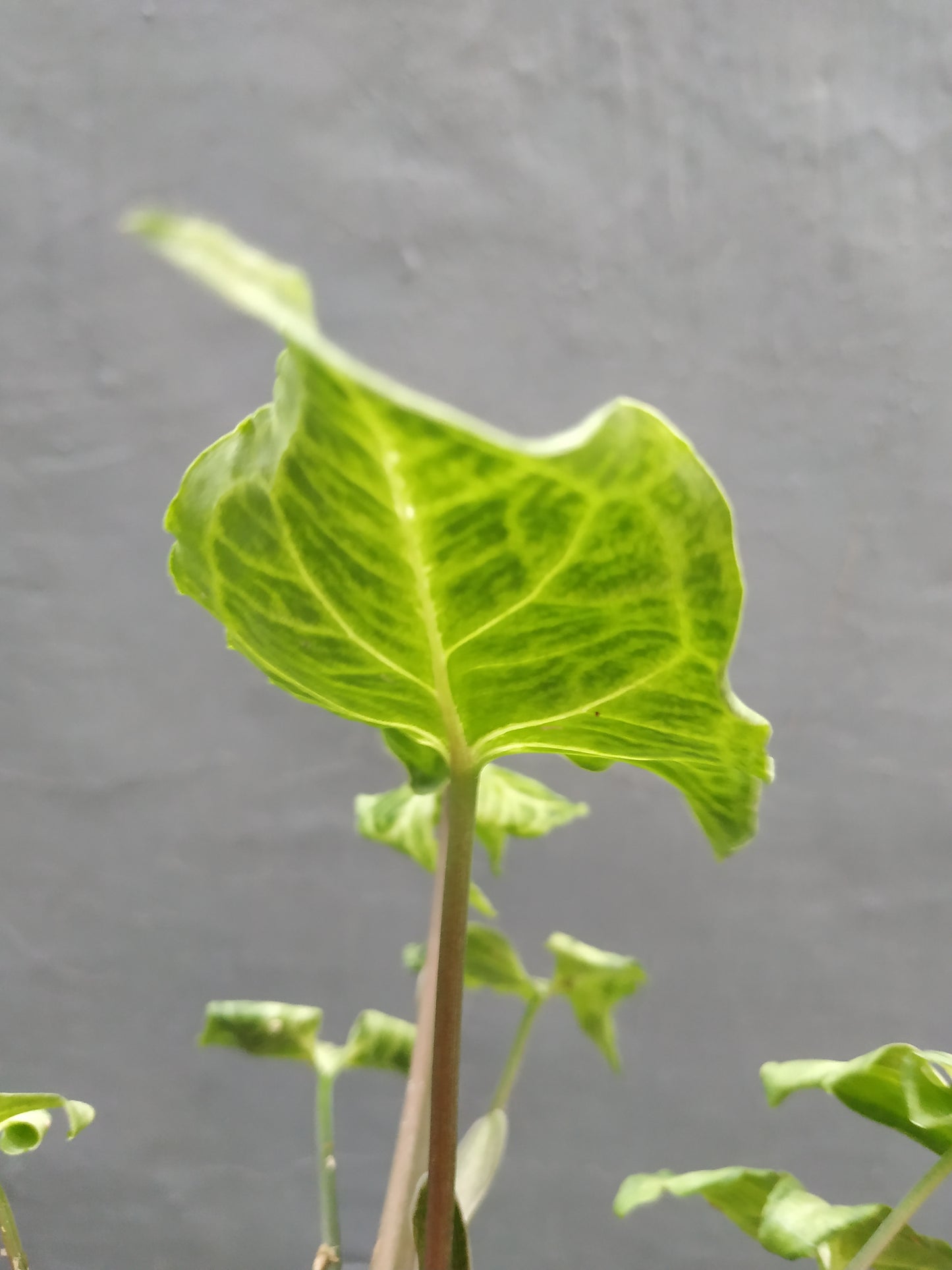 Syngonium Batik