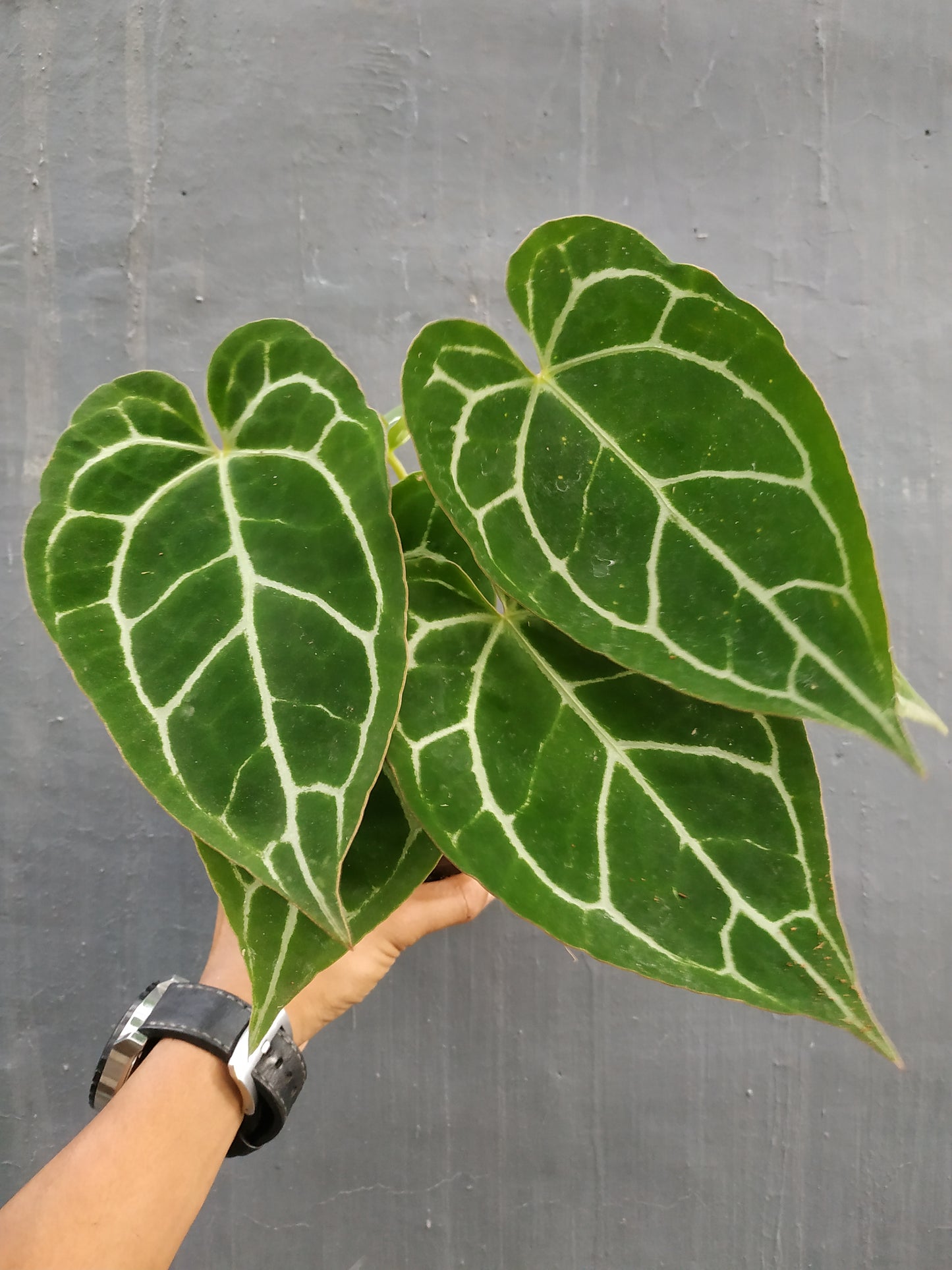 Wholesale 10x Anthurium Crystallinum