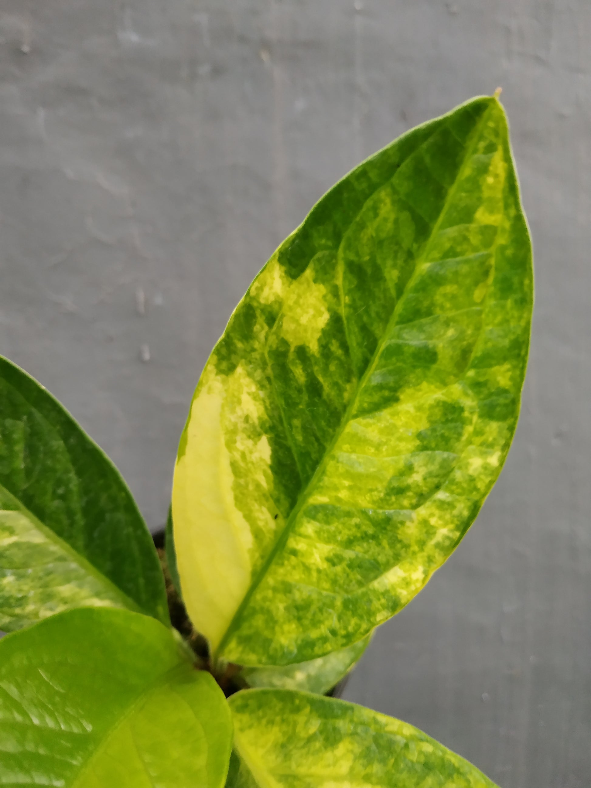 anthurium, live anthurium jenmanii variegated, live anthurium jenmanii variegated plants, rare anthurium jenmanii variegated, rare anthurium jenmanii variegated live plants, tropical anthurium jenmanii variegated live plants, wholesale anthurium jenmanii variegated, outdoor plant, indoor plants, winter plants, summer plants, spring plants, houseplants, rare anthurium jenmanii variegated plants, live anthurium jenmanii variegated rare plants