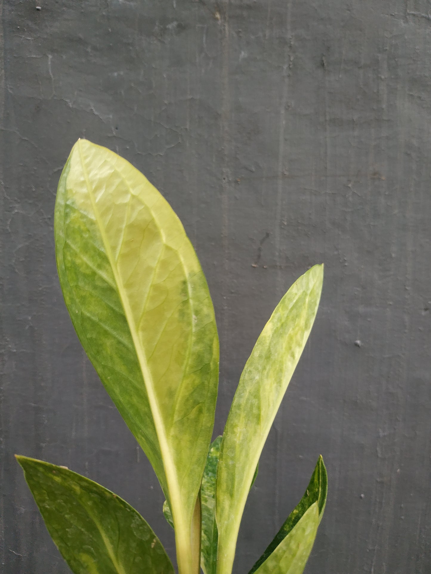 anthurium, live anthurium jenmanii variegated, live anthurium jenmanii variegated plants, rare anthurium jenmanii variegated, rare anthurium jenmanii variegated live plants, tropical anthurium jenmanii variegated live plants, wholesale anthurium jenmanii variegated, outdoor plant, indoor plants, winter plants, summer plants, spring plants, houseplants, rare anthurium jenmanii variegated plants, live anthurium jenmanii variegated rare plants