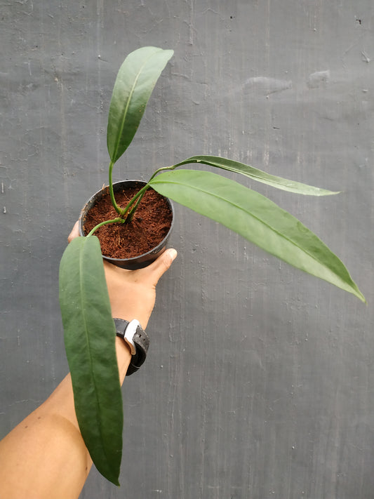 anthurium, anthurium vittarifolium, live anthurium vittarifolium, live anthurium vittarifolium plants, rare anthurium vittarifolium, rare anthurium vittarifolium plants, tropical anthurium vittarifolium live plants, wholesale anthurium vittarifolium, outdoor plant, indoor plants, winter plants, summer plants, spring plants, houseplants, rare anthurium vittarifolium plants, live anthurium vittarifolium rare plants