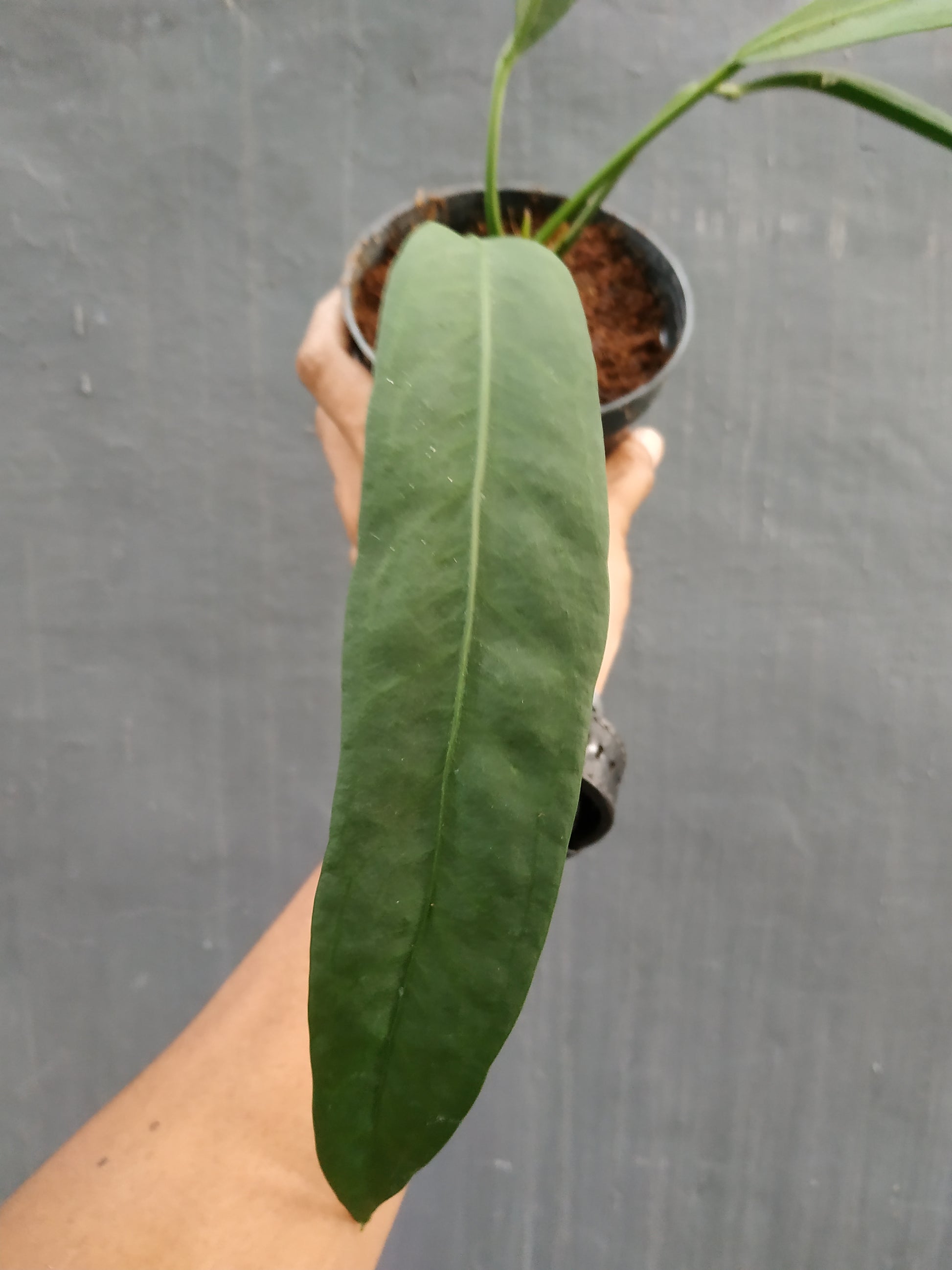 anthurium, anthurium vittarifolium, live anthurium vittarifolium, live anthurium vittarifolium plants, rare anthurium vittarifolium, rare anthurium vittarifolium plants, tropical anthurium vittarifolium live plants, wholesale anthurium vittarifolium, outdoor plant, indoor plants, winter plants, summer plants, spring plants, houseplants, rare anthurium vittarifolium plants, live anthurium vittarifolium rare plants