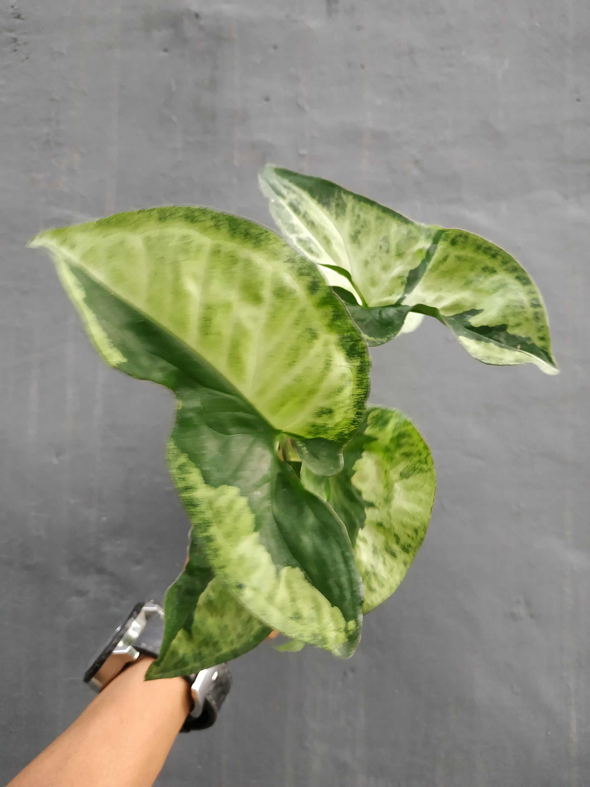 Syngonium green beauty, syngonium pandan twister, syngonium plants, syngonium rare