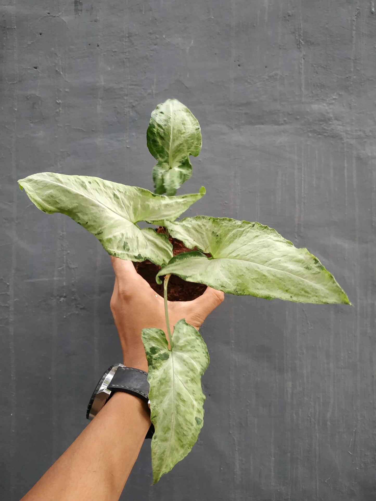 Syngonium freckles, syngonium plants, syngonium