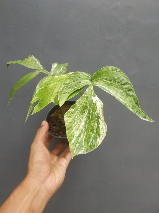 amydrium, live amydrium zippelianum variegated, live amydrium zippelianum variegated plants, rare amydrium zippelianum variegated, rare amydrium zippelianum variegated live plants, tropical amydrium zippelianum variegated live plants, wholesale amydrium zippelianum variegated, outdoor plant, indoor plants, winter plants, summer plants, spring plants, houseplants, rare amydrium zippelianum variegated plants, live amydrium zippelianum variegated rare plants