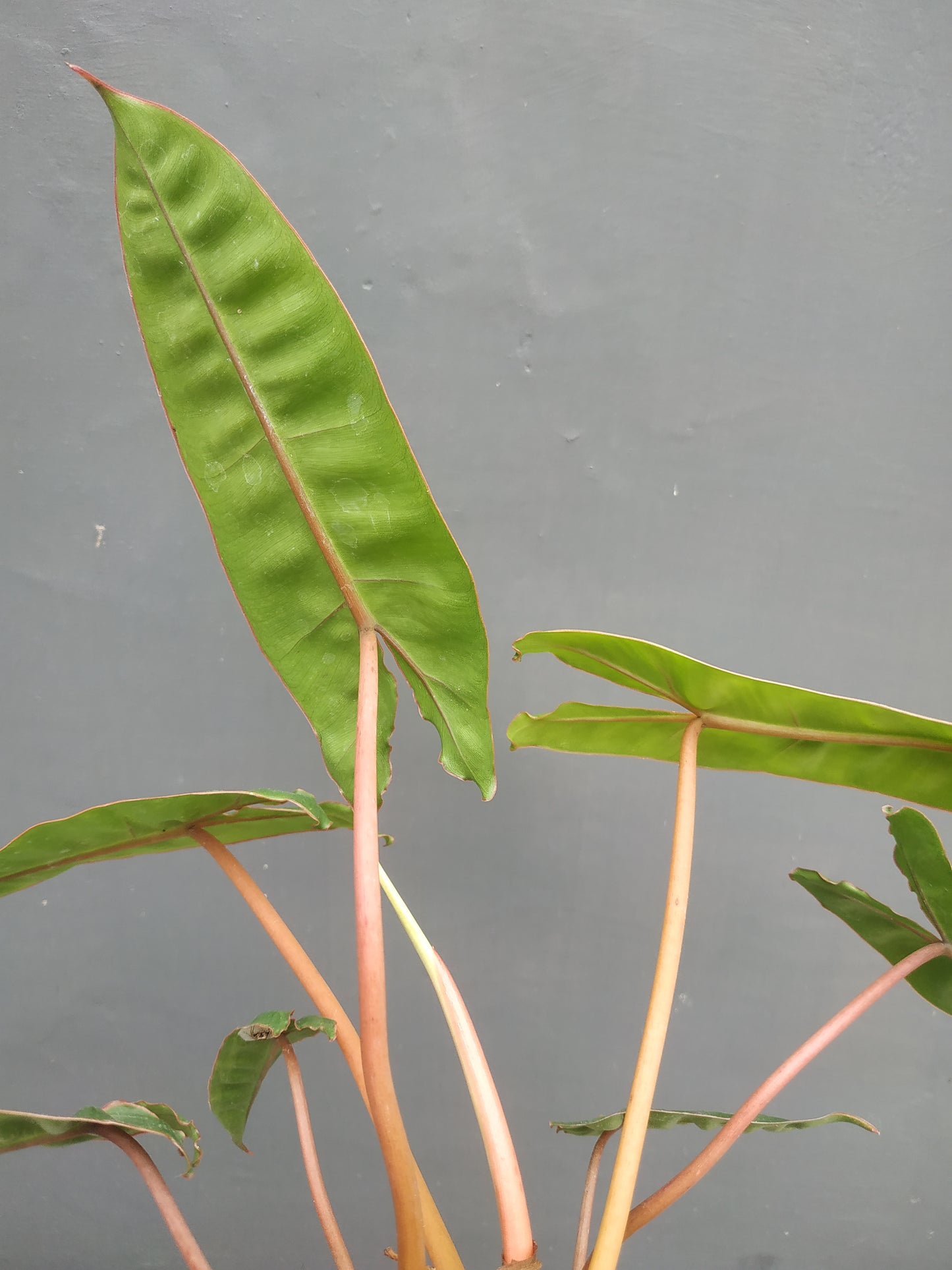 Philodendron Billiitiae