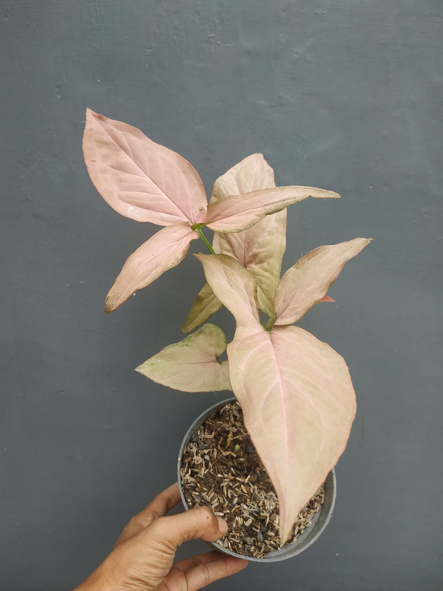 Syngonium Pink