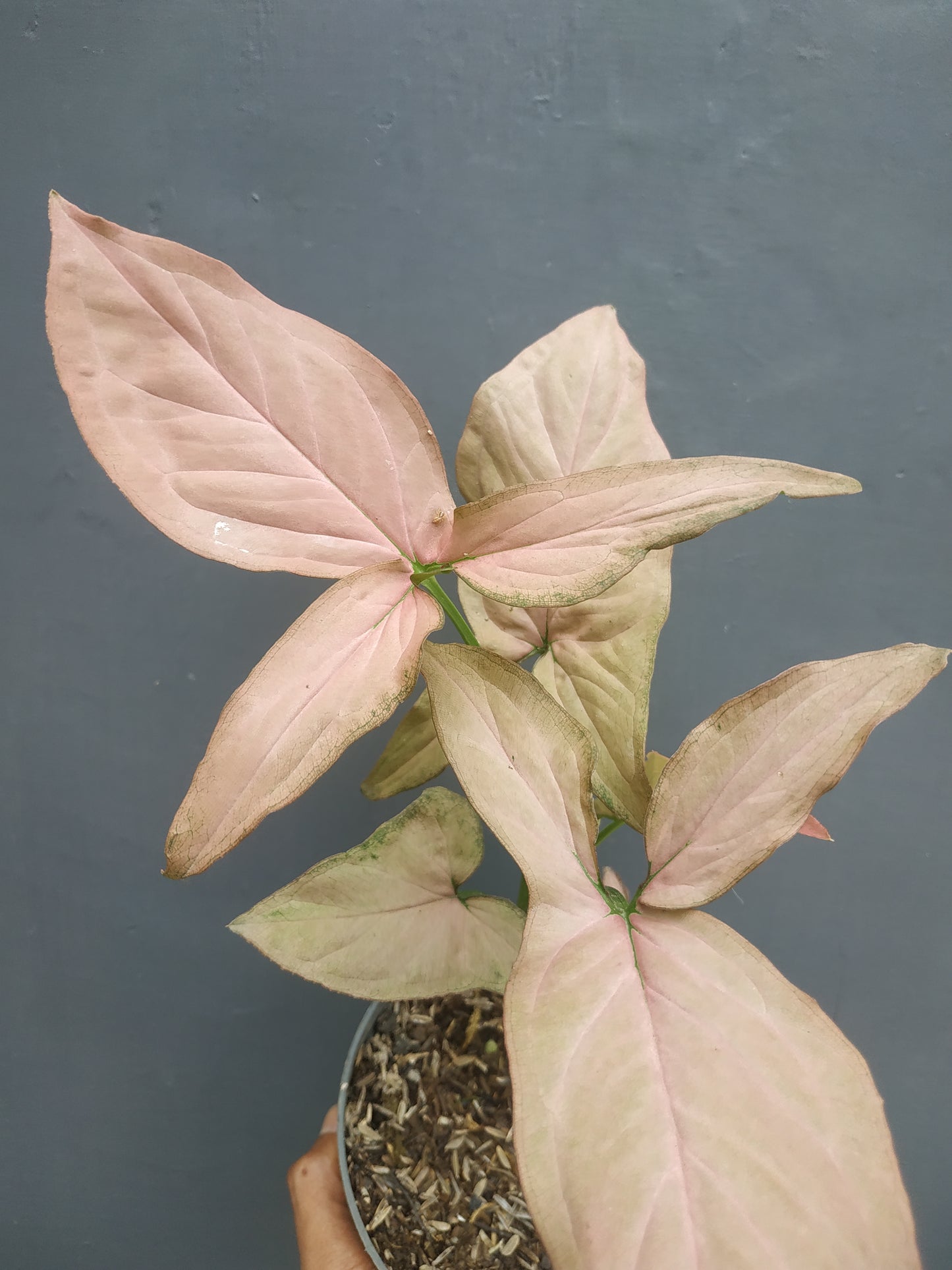 Syngonium Pink