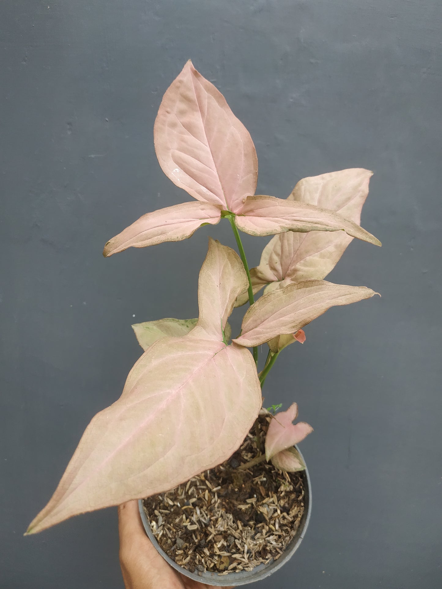 Syngonium Pink