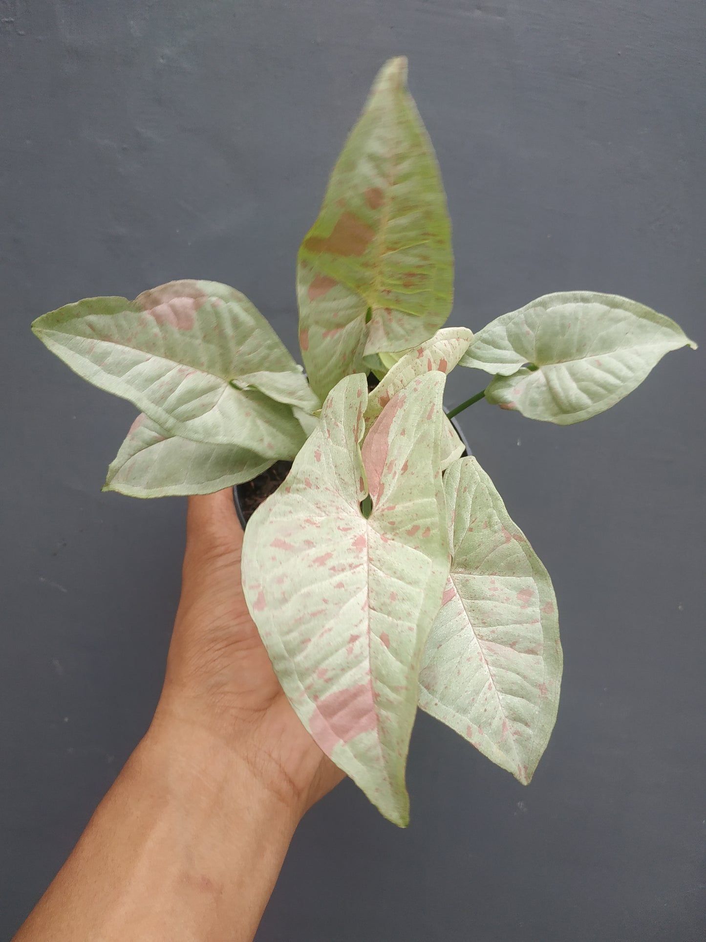 Syngonium Milk Confetti