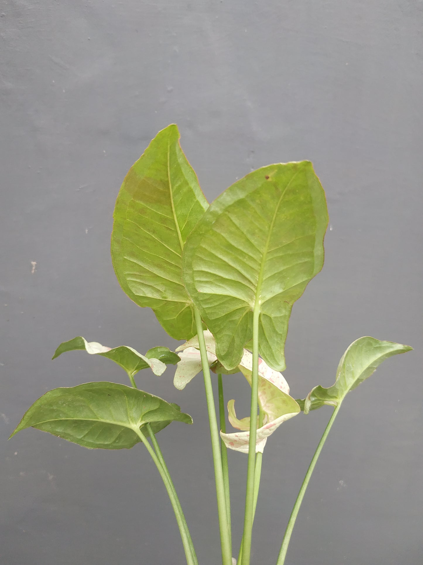 Syngonium Milk Confetti