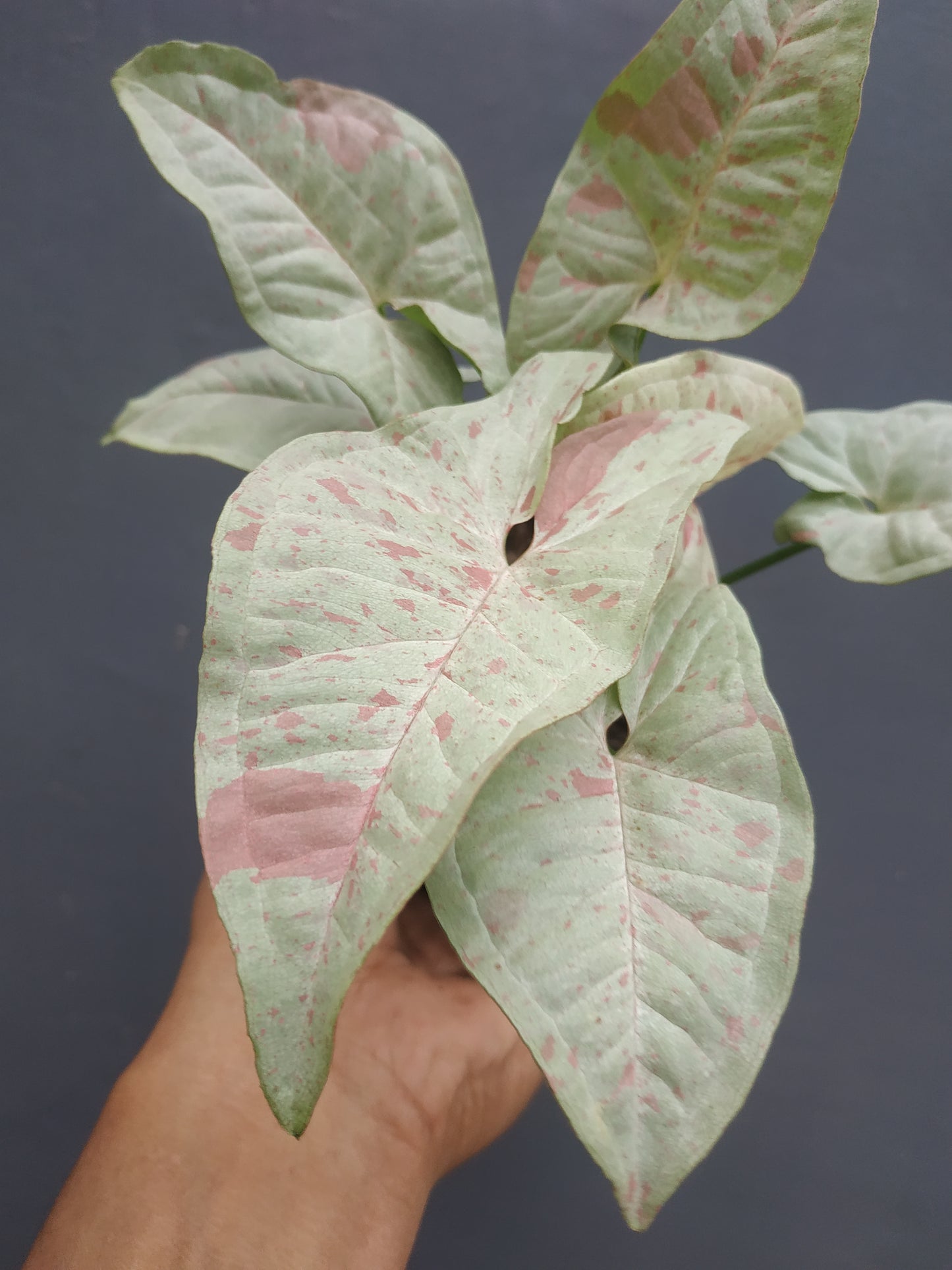 Syngonium Milk Confetti, syngonium